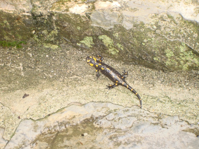 Salamandra salamandra